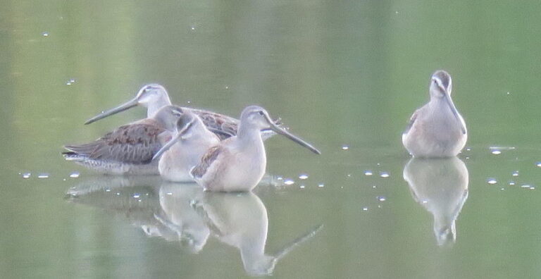 PGNC News & Notes 2024-09-27