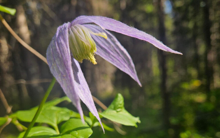 PGNC News & Notes 2025-09-07