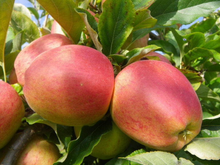 PGNC News & Notes 2025-08-28