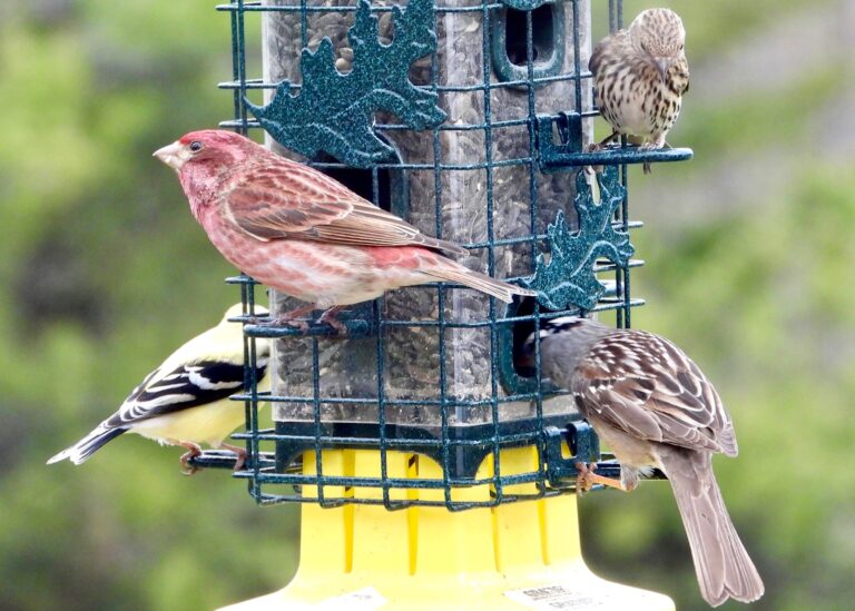 PGNC News & Notes 2025-11-22