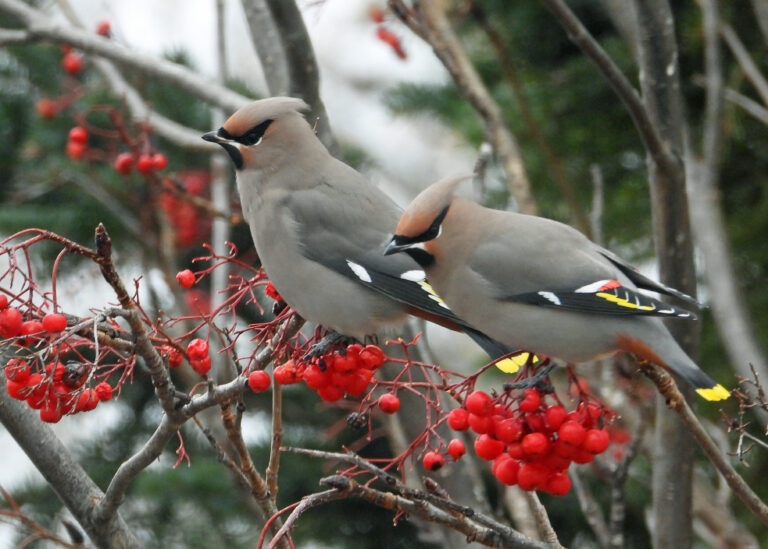 PGNC News & Notes 2025-12-30