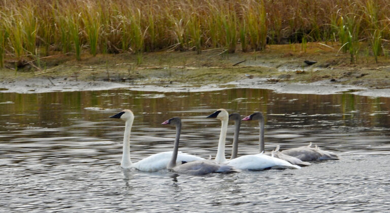 PGNC News & Notes 2026-02-19